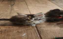 Maine Coon cats for sale: Maine coon purebred pedigre xl active in Barnsley - Image 28