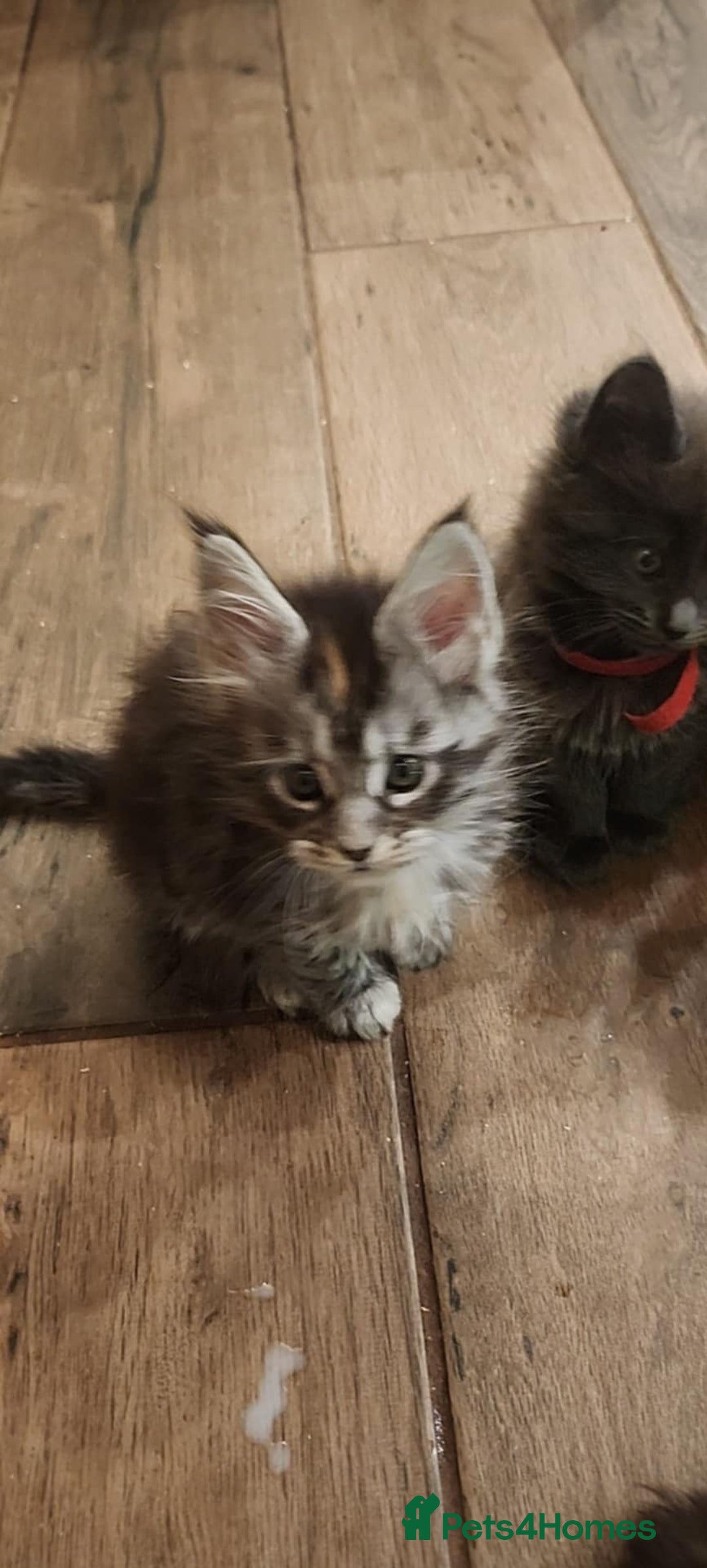 Maine Coon cats for sale: Maine coon purebred pedigre xl active in Barnsley - Image 28