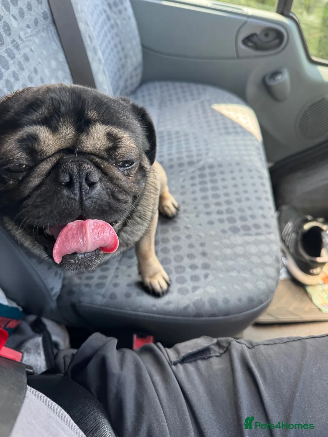 Pug dogs for stud: Pug for stud - Advert 2