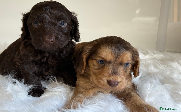 Cockapoo dogs - Advert 4