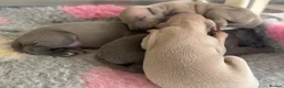 Italian Greyhound dogs for sale: Only one left. KC registered Italian Greyhounds - Advert 6