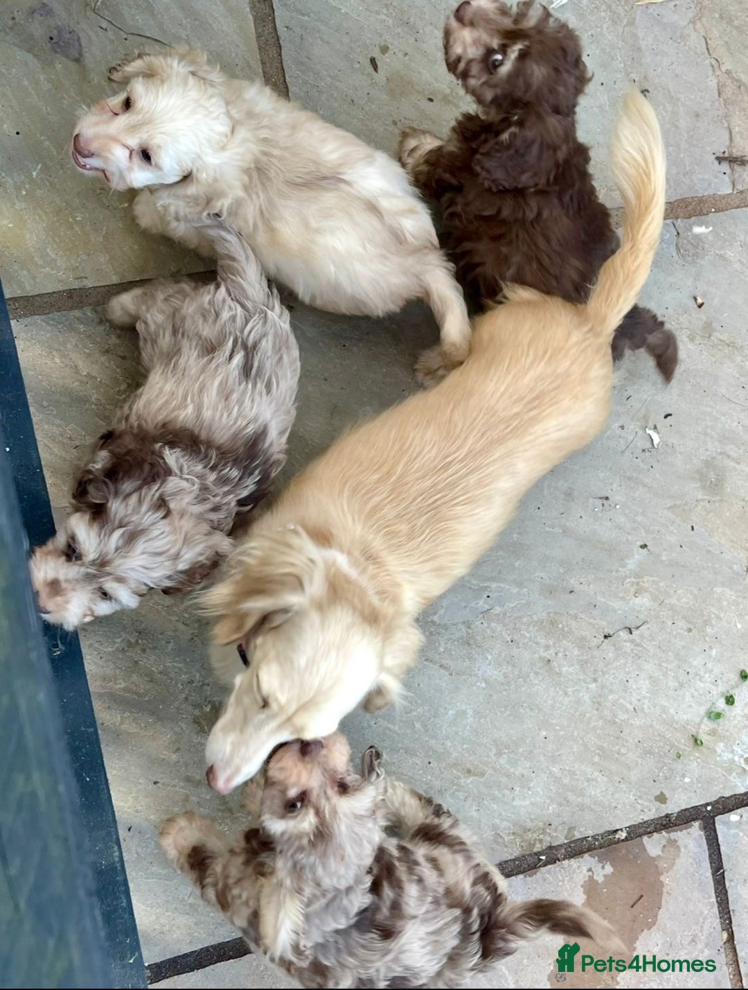 Toy Poodle dogs for stud: Proven Silver Phantom Toy Poodle For Stud! - Advert 3