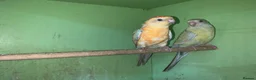 Parakeets birds for sale: Orange redrump parakeet abd yellow hen  - Advert 2