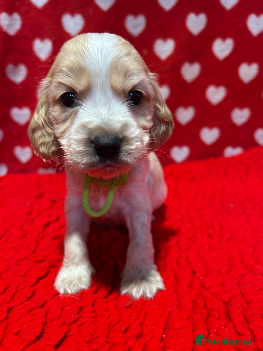 Cocker Spaniel dogs for sale: KC Registered show type cocker spaniel puppies.  - Advert 9