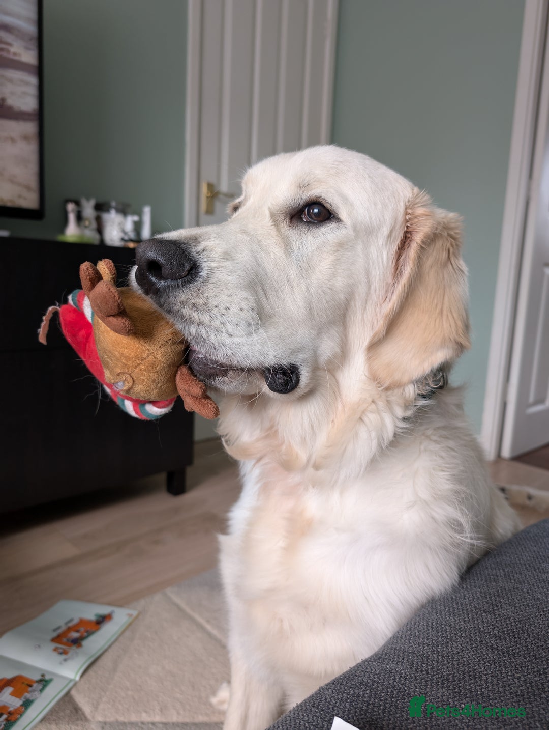 Golden Retriever dogs for stud: Golden Retriever Stud. KC Reg Champion Bloodline - Image 5