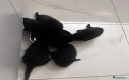 Mixed Breed cats for sale: All black kittens  - Image 4