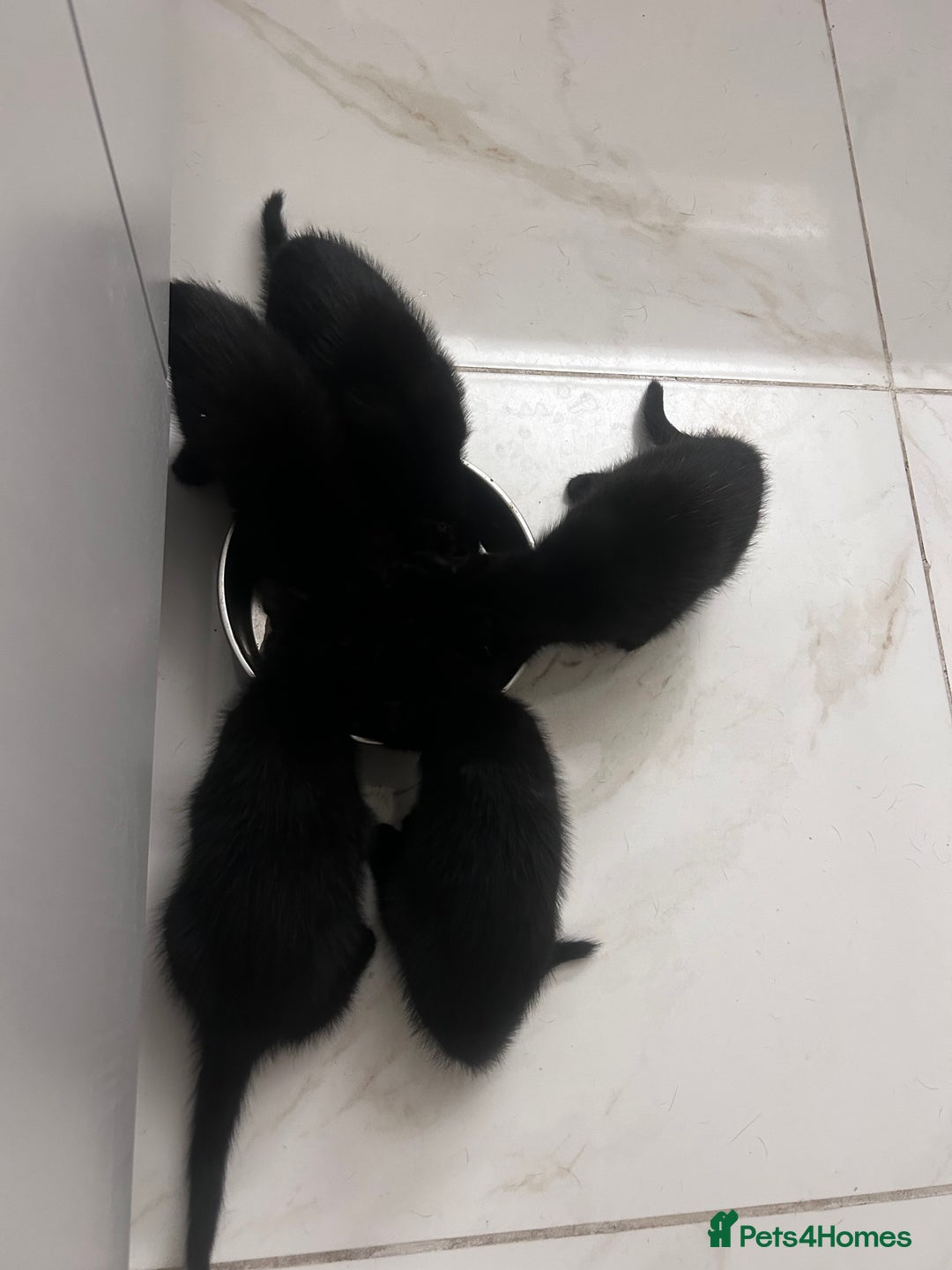 Mixed Breed cats for sale: All black kittens  - Image 4