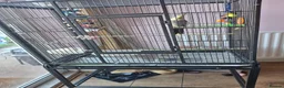 Cockatiels birds for sale: Cockatiel male  - Advert 1