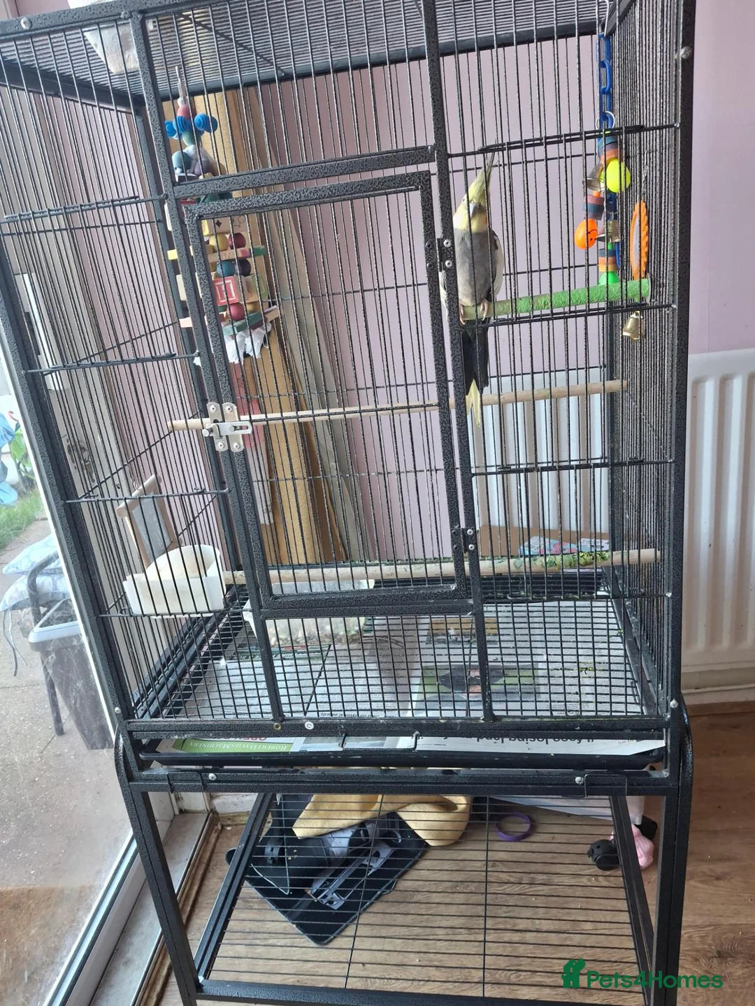 Cockatiels birds for sale: Cockatiel male  - Advert 1