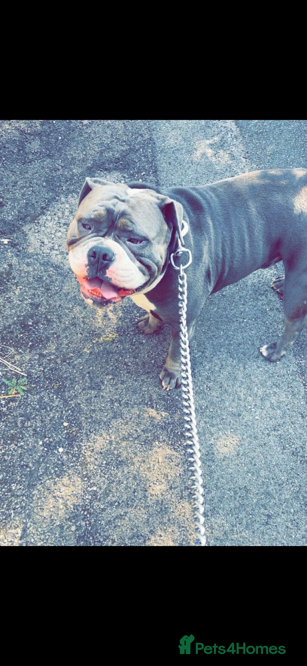 Olde English Bulldogge dogs for sale: Rodger~ new English bulldog in Gloucester - Advert 1