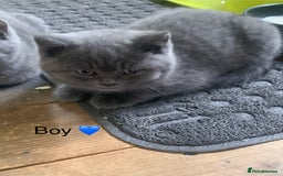 British Shorthair cats for sale: British Blue Kittens - Image 14