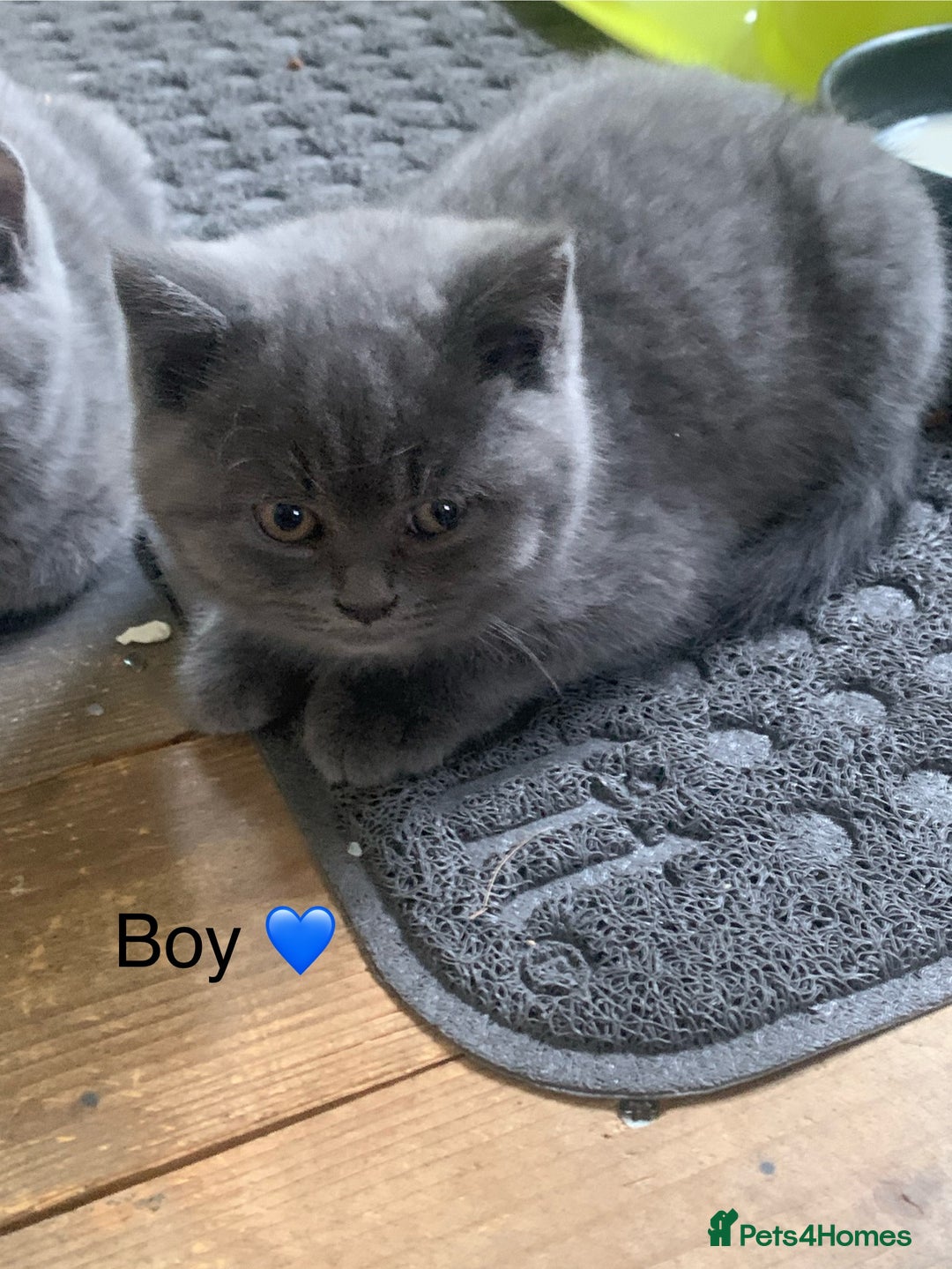 British Shorthair cats for sale: British Blue Kittens - Image 14