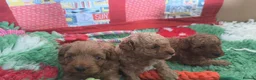 Miniature Poodle dogs for stud: KC proven registered Poodle  - Advert 4