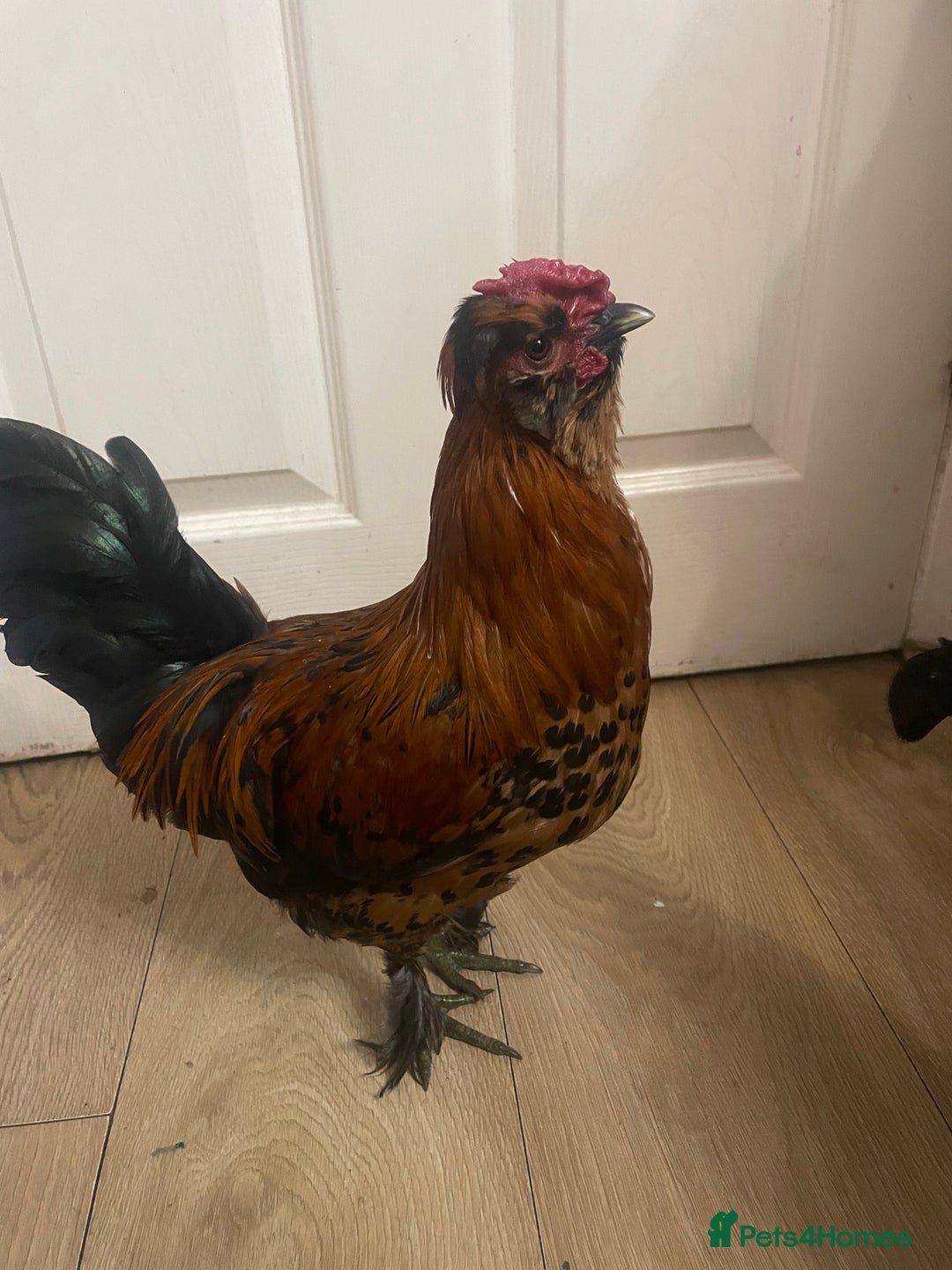 Chickens poultry for sale: Chickens for FREE - Image 3