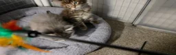 Maine Coon cats for sale: Tica Beautiful Maine Coon Kittens  in Sittingbourne - Advert 31