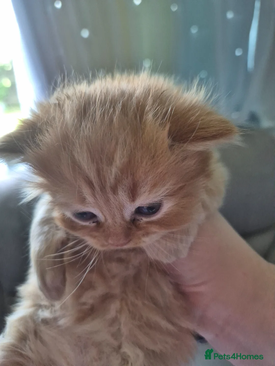 Mixed Breed cats for sale: Male tabby/persian kitten  - Advert 2