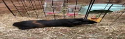 Guinea Pig rodents for sale: Smooth crested female  - Advert 3