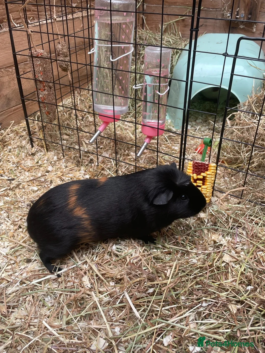 Guinea Pig rodents for sale: Smooth crested female  - Advert 3