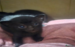 Oriental cats for sale: Oriental Mixed Breed - Image 1