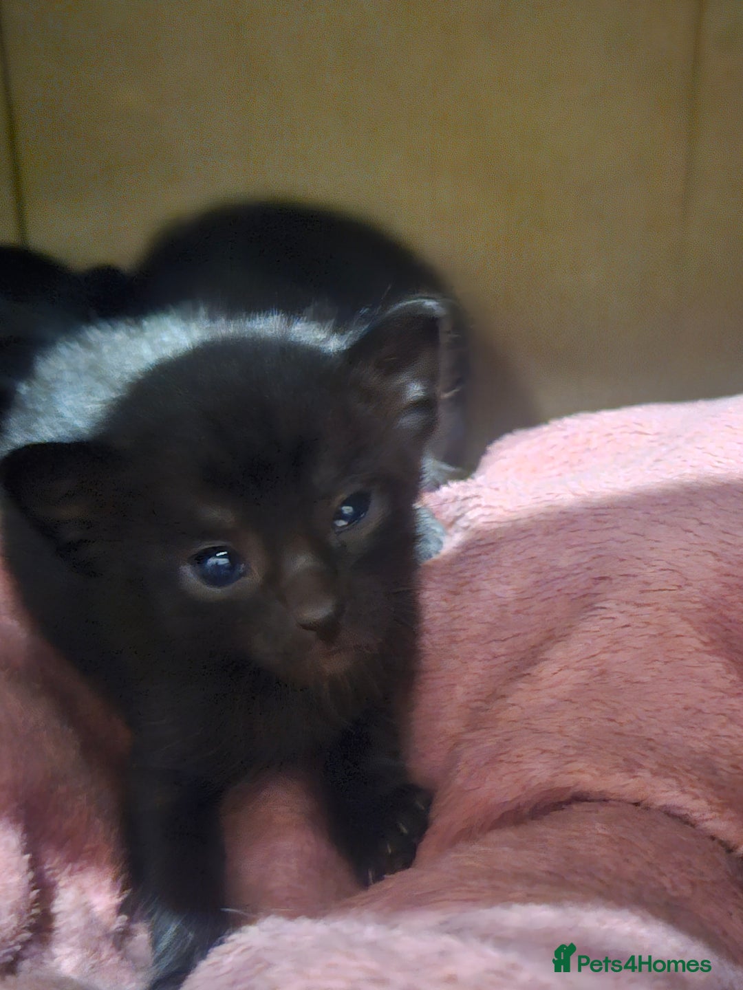 Oriental cats for sale: Oriental Mixed Breed - Image 1