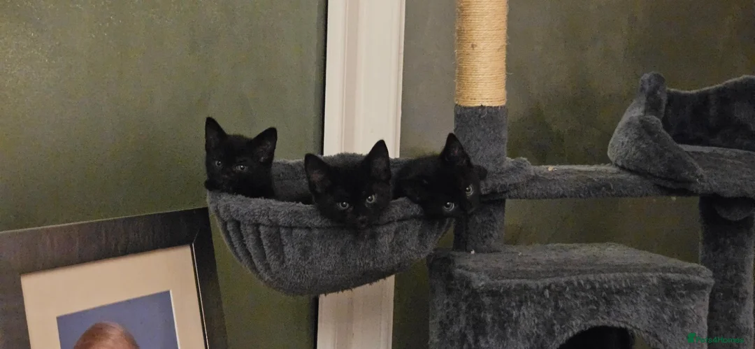 Mixed Breed cats for sale: Black fluffy kittens - Advert 2