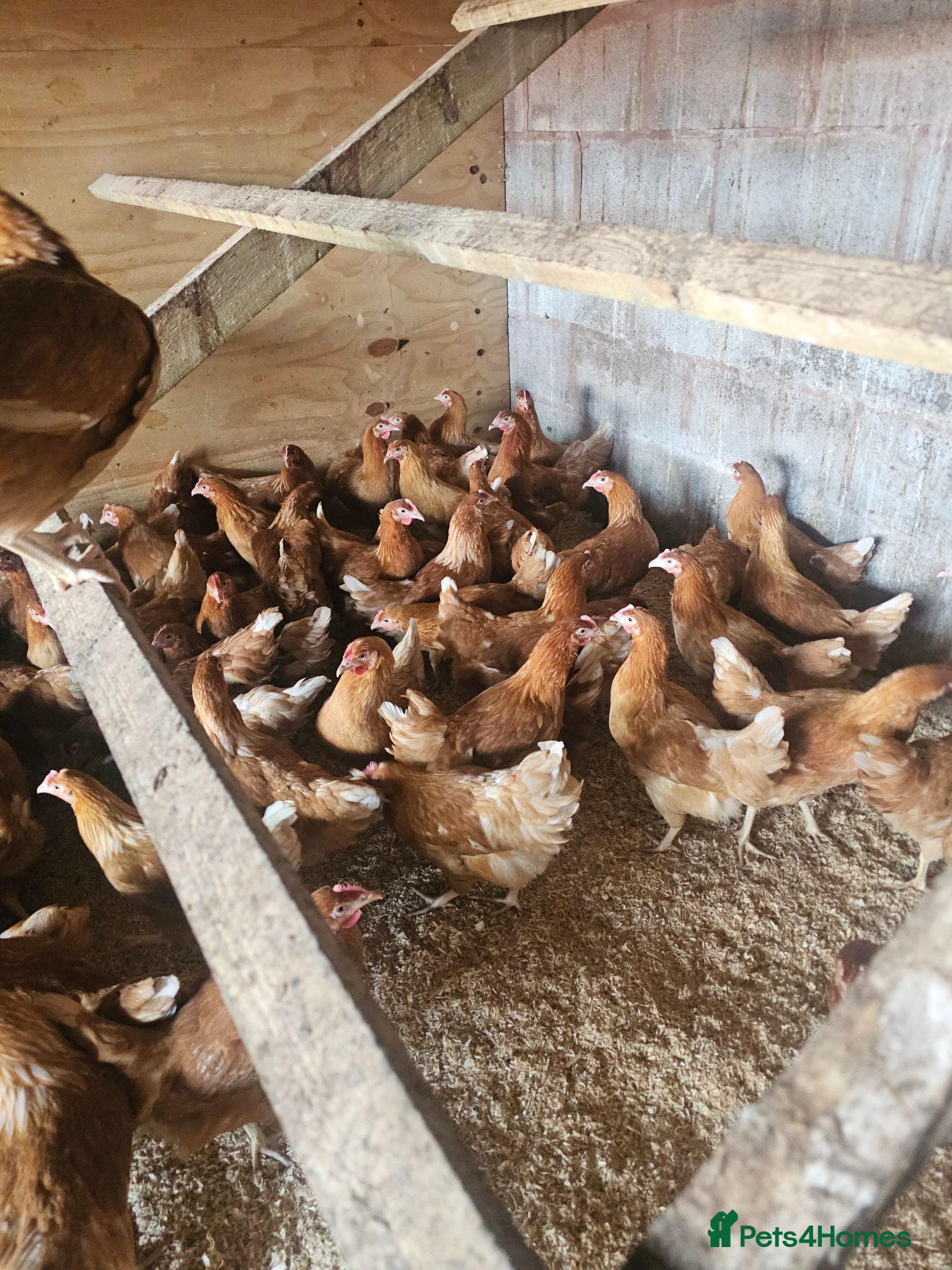 Chickens poultry Hybrid hens  - Advert 2