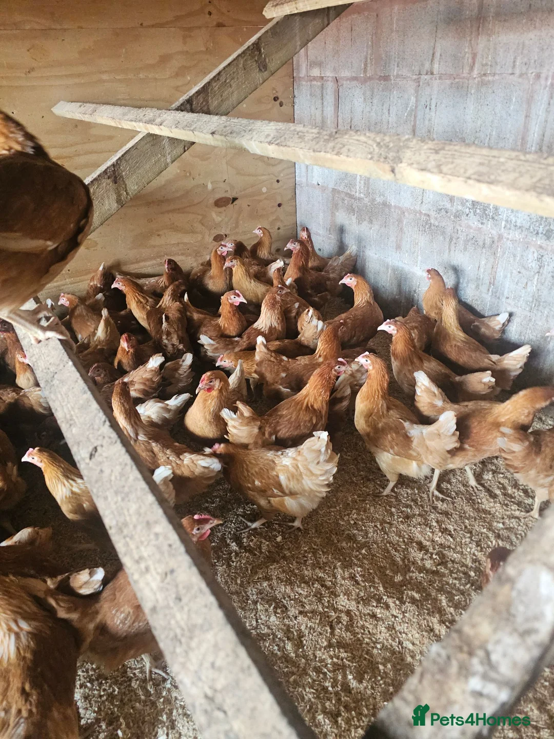 Chickens poultry for sale: Hybrid hens  - Advert 1