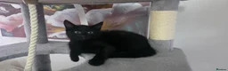 Mixed Breed cats for sale: 2 male kittens, 1 x B&W, 1 x Pure Black - Advert 8