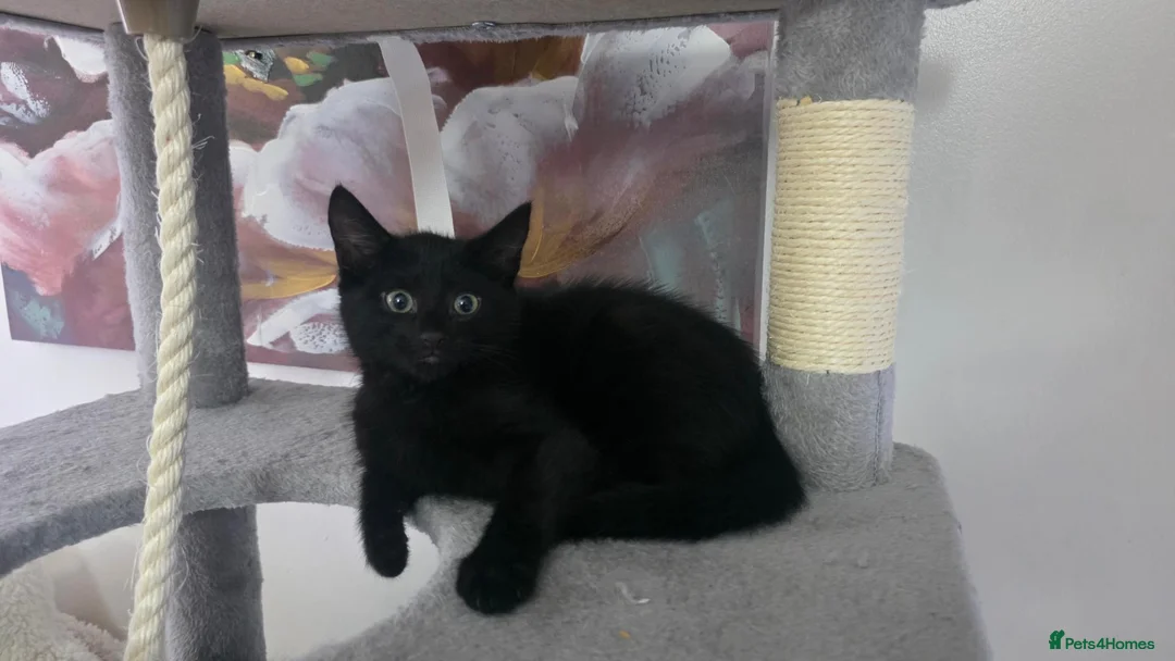 Mixed Breed cats for sale: 2 male kittens, 1 x B&W, 1 x Pure Black - Advert 8