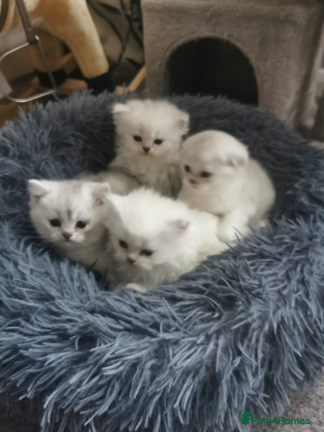 Scottish Fold cats for sale: Scottish Fold/Straight Kittens  - Image 7