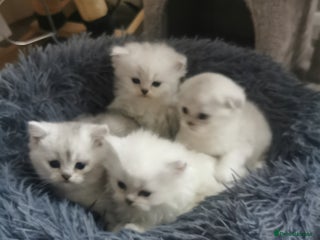 Scottish Fold cats Scottish Fold/Straight Kittens - Advert 6