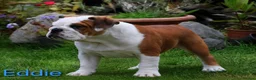 English Bulldog dogs for sale: KC Registered English Bulldog Puppies 🐾 - Advert 8