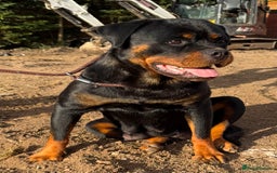 Rottweiler dogs for sale: 🦍🖤🤎KC REG 5 star breeders🤎🖤🦍 - Image 15