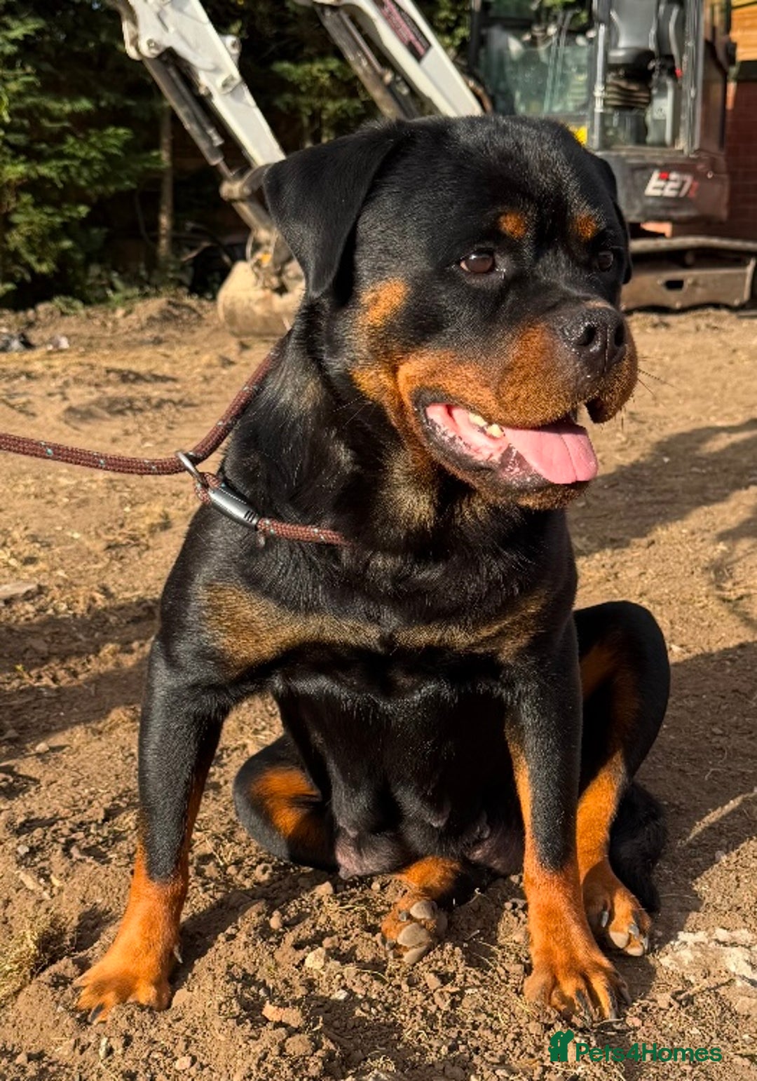 Rottweiler dogs for sale: 🦍🖤🤎KC REG 5 star breeders🤎🖤🦍 - Image 15