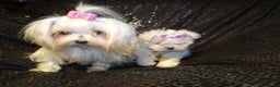Maltese dogs for sale: XXXX **  Exquisite KC Registered Maltese Boy Puppy - Advert 6