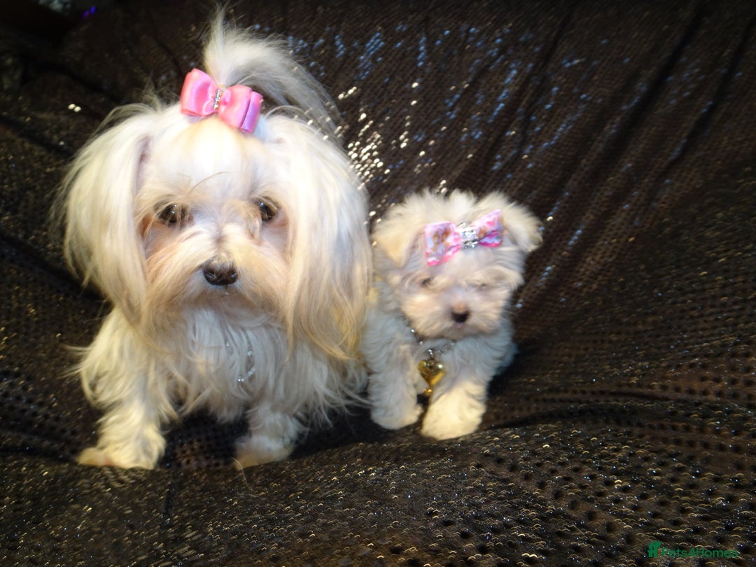 Maltese dogs for sale: XXXX **  Exquisite KC Registered Maltese Boy Puppy - Advert 6
