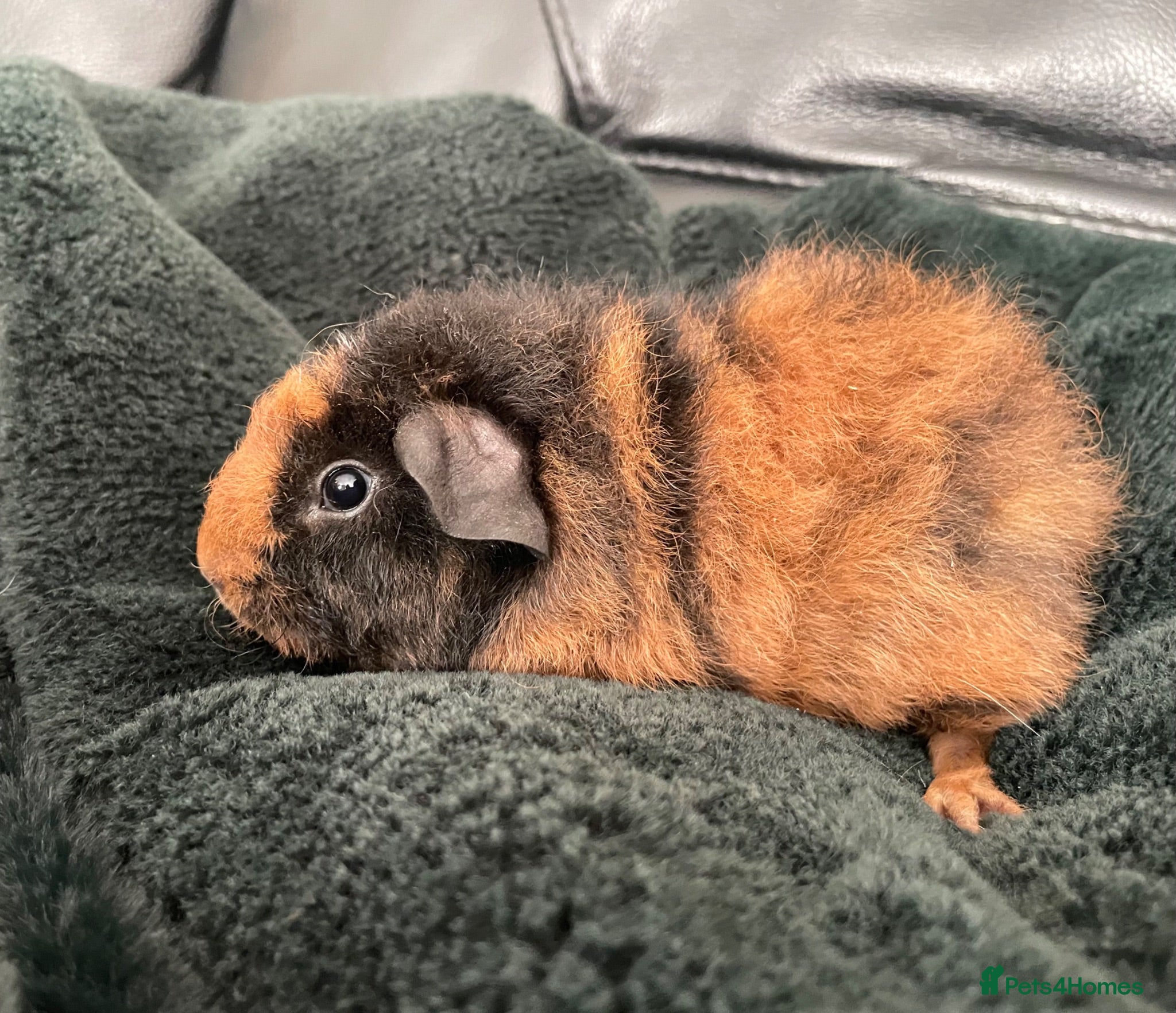 Guinea Pig rodents Teddy x short haired male guinea pigs - Advert 1