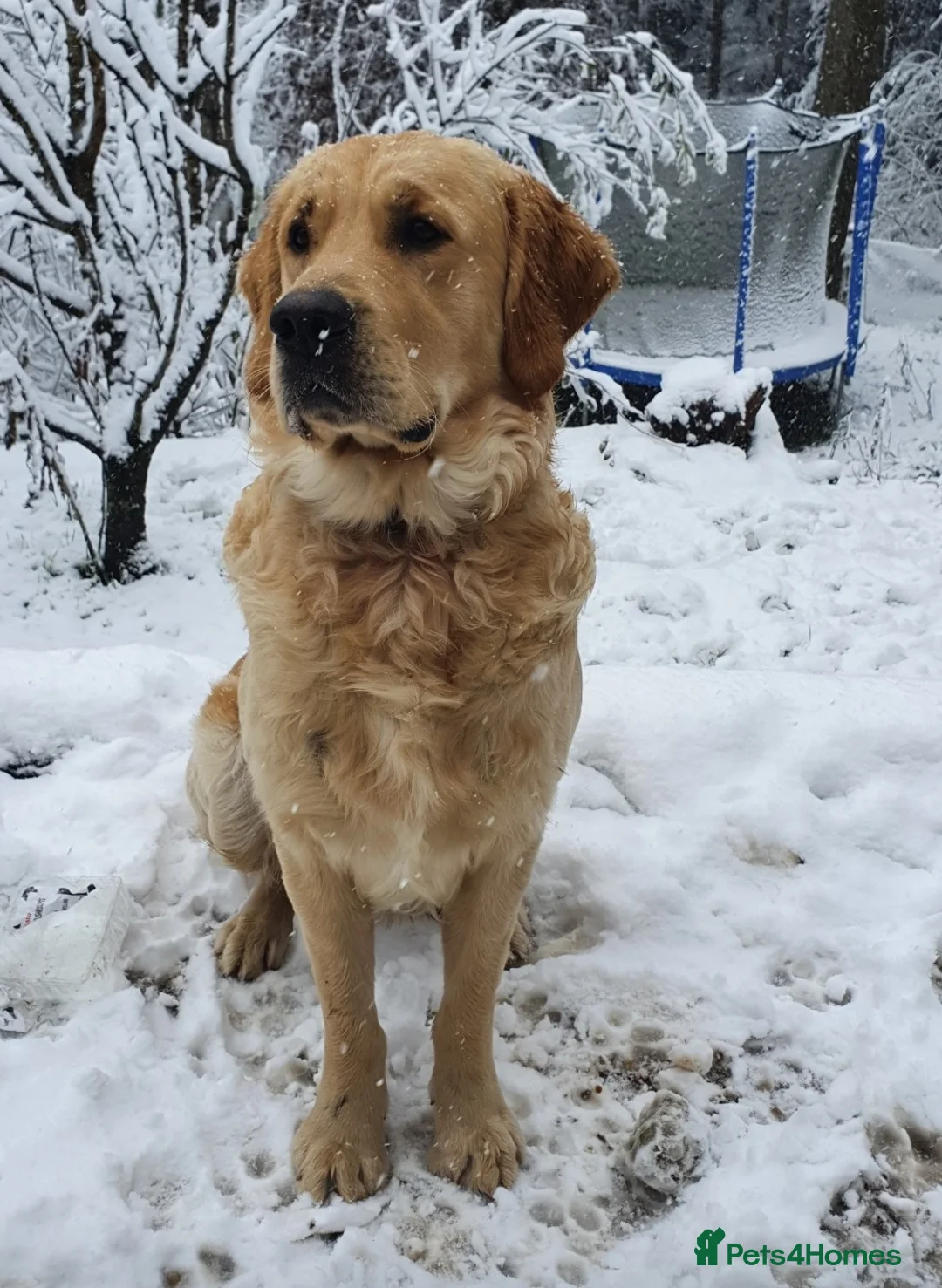 Golden Retriever dogs for stud: 0/0 Hips Proven Working Golden Retriever For Stud  in Taunton - Advert 5