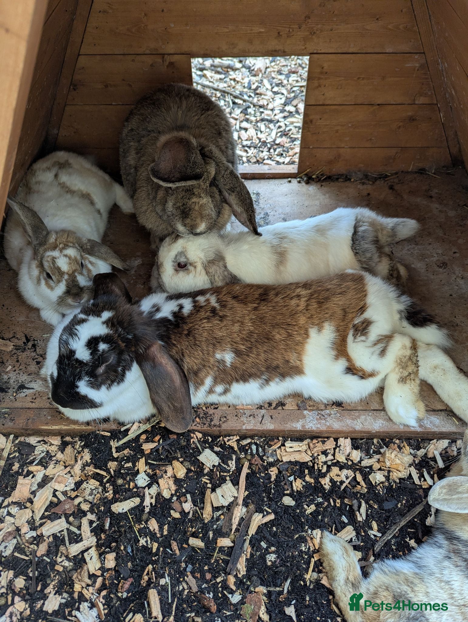 Mixed Breed rabbits 5 female rabbits looking for a forever home  - Advert 4