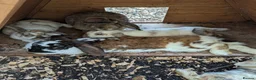 Mixed Breed rabbits for sale: 5 female rabbits looking for a forever home  in Dumfries - Advert 1