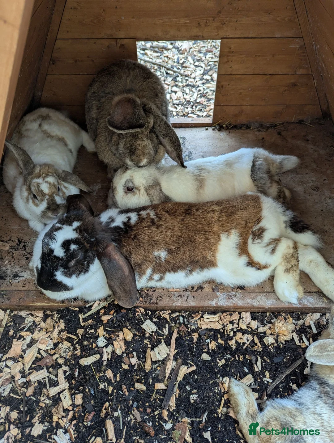 Mixed Breed rabbits for sale: 5 female rabbits looking for a forever home  in Dumfries - Advert 1