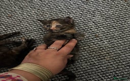 Mixed Breed cats for sale: Beautiful kitten  - Image 6