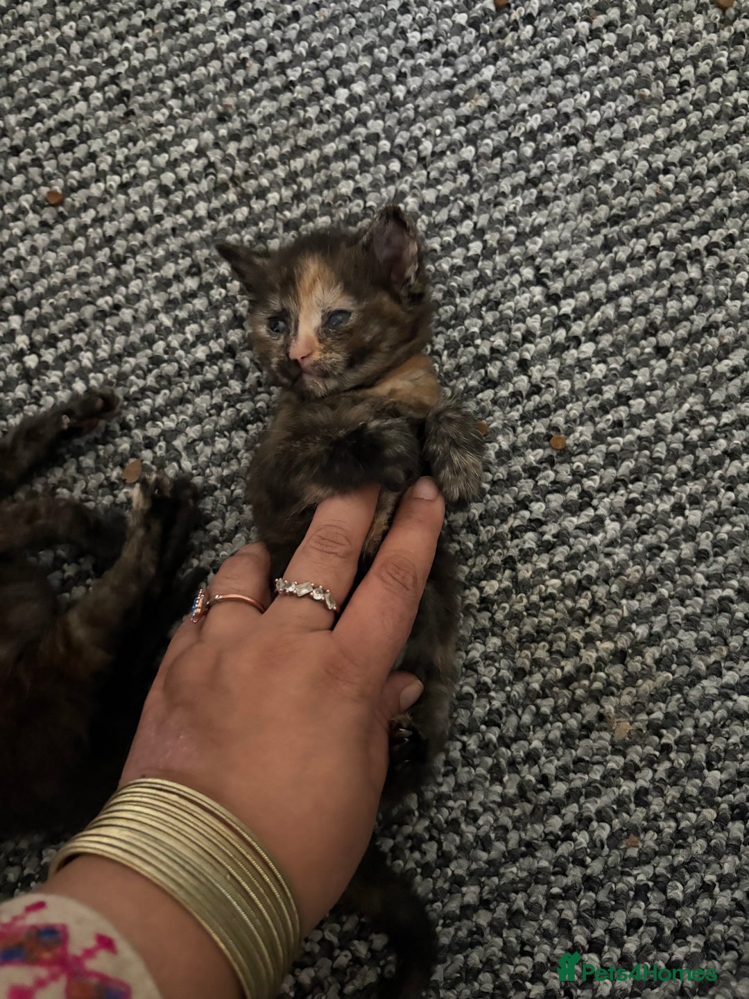 Mixed Breed cats for sale: Beautiful kitten  - Image 6