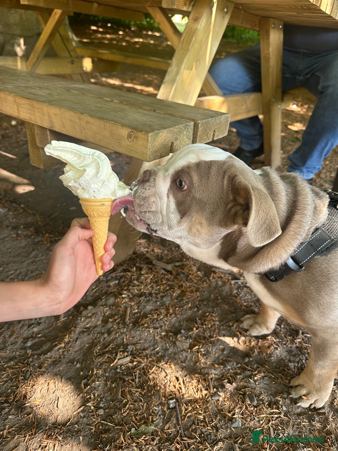 English Bulldog dogs for sale: British bulldog - Advert 4