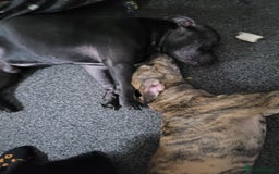 Mixed Breed dogs for sale: 8 Puppies - 3/4 blue staff 1/4 whipit  in Cradley Heath - Image 4