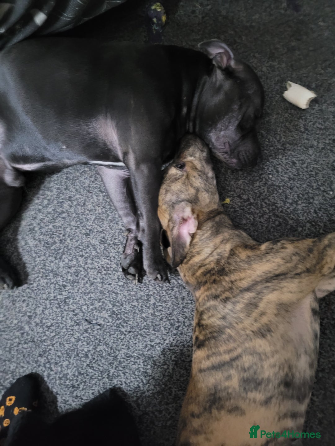 Mixed Breed dogs for sale: 8 Puppies - 3/4 blue staff 1/4 whipit  in Cradley Heath - Image 4