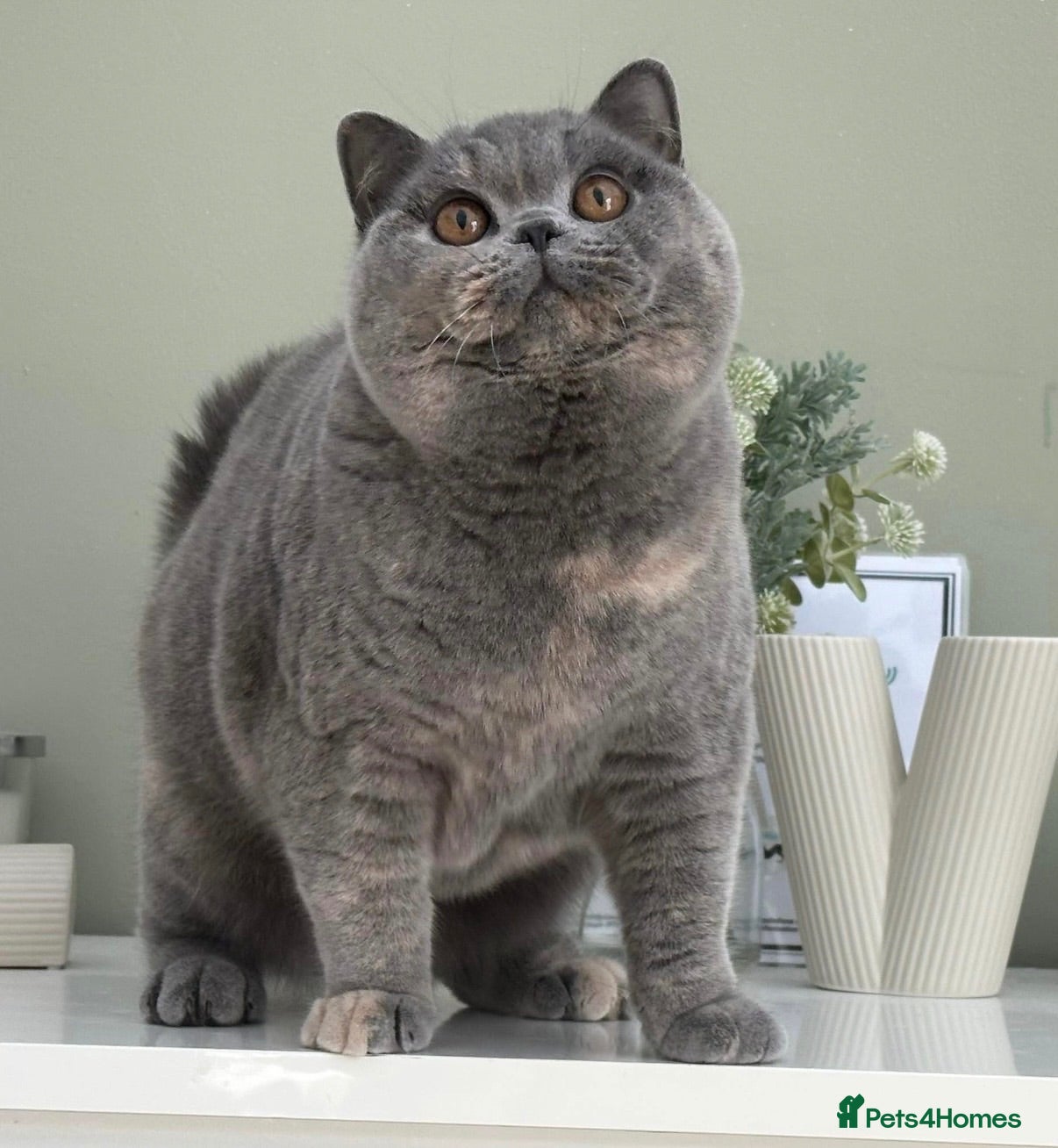 British Shorthair cats Beautiful British Female - Advert 17