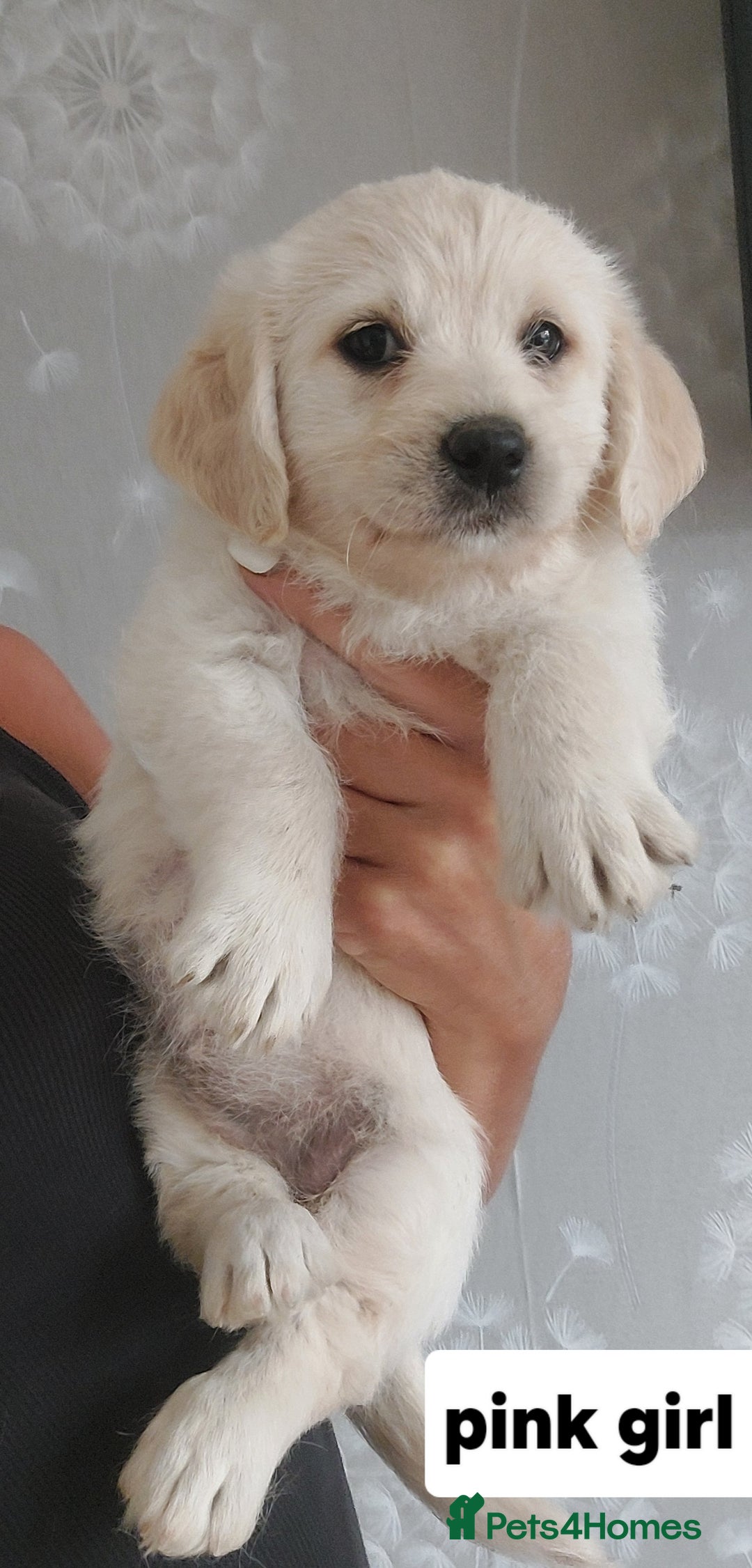 Labradoodle dogs for sale: Beautiful labradoodle pups  - Image 4