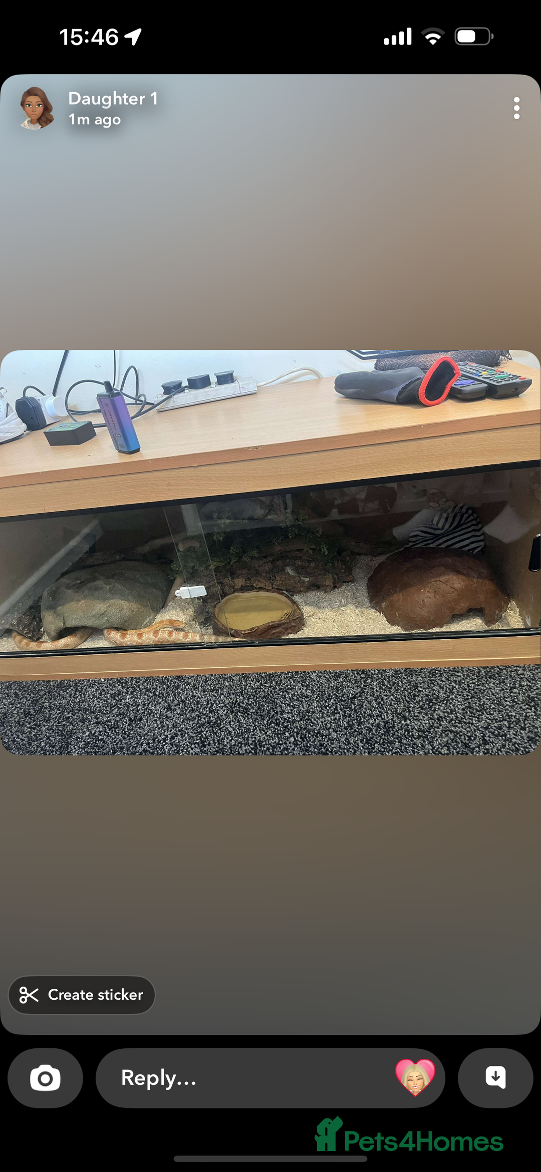 Corn Snake reptiles for sale: 2 corn snakes with full setup  - Image 4