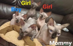 Sphynx cats for sale: Kanadian Sphynx 4 months Last One Girl in Hull - Image 5